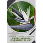 White Bird of Paradise plant: Plant Guide - Paperback