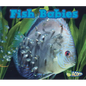 Fish Babies - Paperback