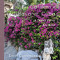 Gardens of Havana, Cuba: A Travel Photo Art Book - Paperback