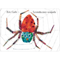 La Arana Muy Ocupada = Very Busy Spider - Hardcover