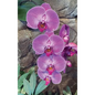 Hot Pink Orchid Journal - Hardcover