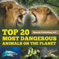 Top 20 Most Dangerous Animals On The Planet - Paperback