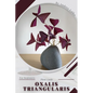 Oxalis triangularis: Plant Guide - Paperback