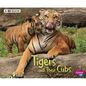 Tigers and Their Cubs: A 4D Book - Paperback