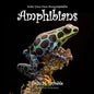 Draw Your Own Encyclopaedia Amphibians - Paperback