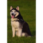 Husky: This Is a General Name for a Sled-Type of Dog Used in Northern Regions, Differentiated from Other Sled-Dog Types by Th - Paperback