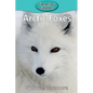 Arctic Foxes - Paperback