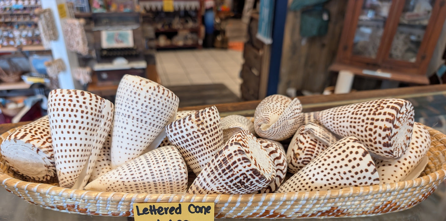 Lettered Cone Shell – Conus litteratus