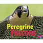 Peregrine Falcons - Paperback