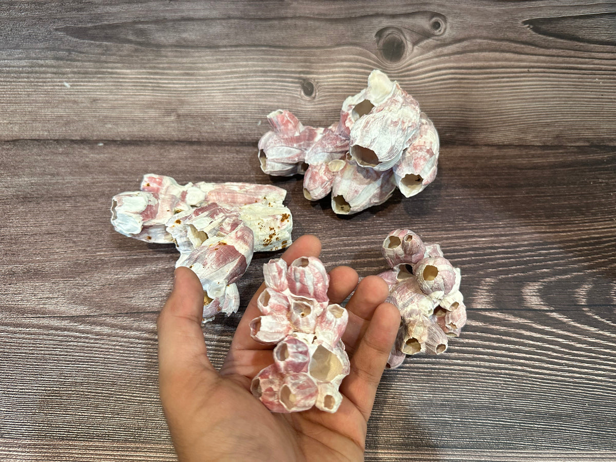 Gulf Coast Barnacles Small- 1-3" & 3-5" Clusters