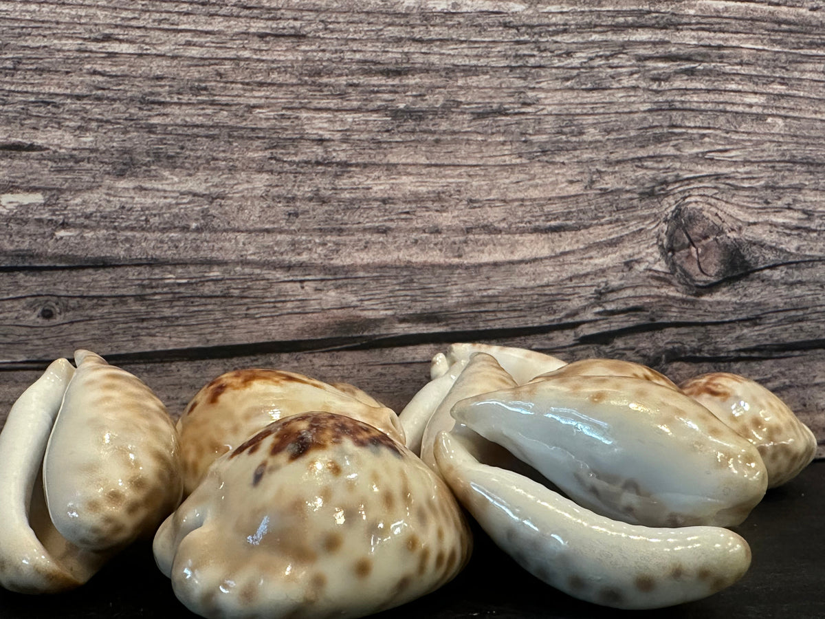 Teulere's Cowrie Shell (Cypraea teulerei)