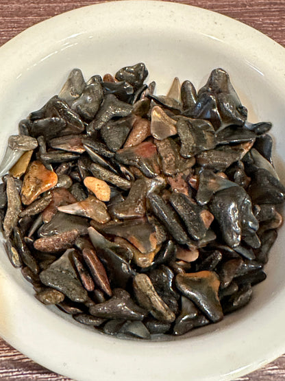 Assorted Fossilized Shark Teeth