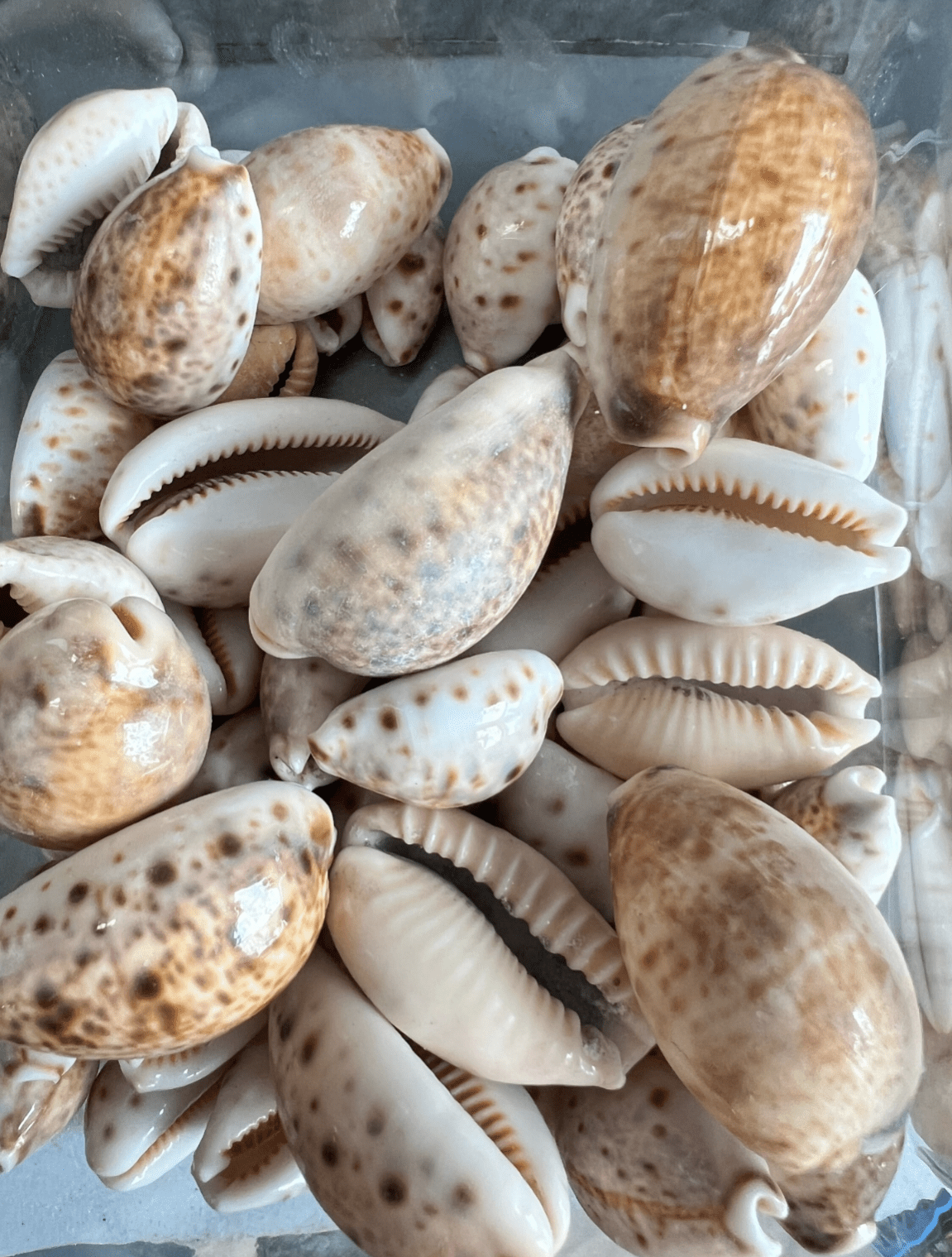 Lynx Cowrie Shell (Lyncina lynx)