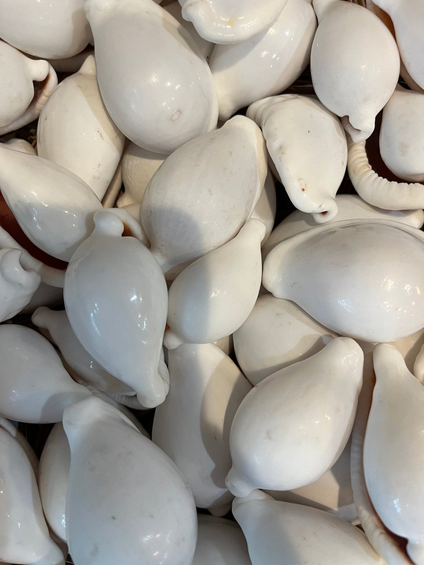 Small White Egg Cowrie Shell Ovula ovum
