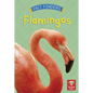 Flamingos - Paperback