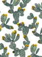 Desert Blooms Wallpaper, white and yellow