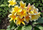 Plumeria Cutting Unrooted Frangipani Stem Cutting for Propagation Tropical Plant