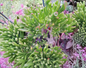 Ogre Ears Jade Plant Cuttings Crassula Ovata Gollum Dwarf Succulent Set of 3 Unrooted Cuttings