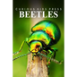 Beetles - Curious Kids Press: Kids book about animals and wildlife, Children's books 4-6 - Paperback