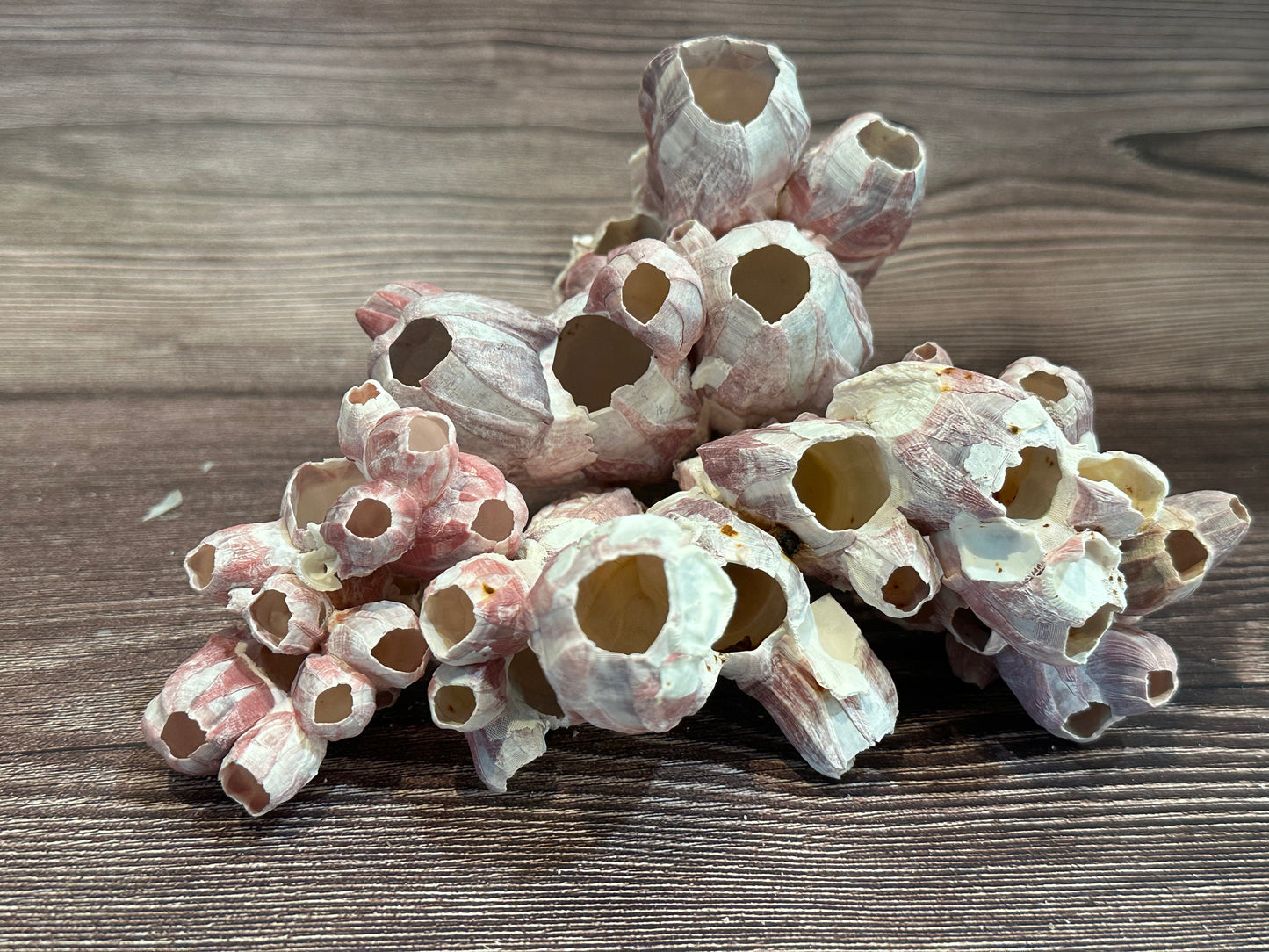 Gulf Coast Barnacles Small- 1-3" & 3-5" Clusters