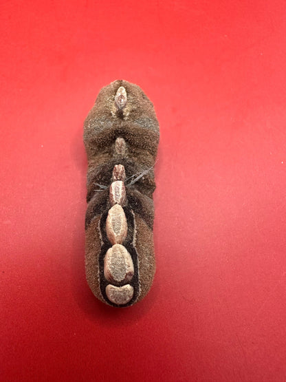 Small Cryptoplax oculata Chiton Display Shell – Documented Specimen from the Philippines