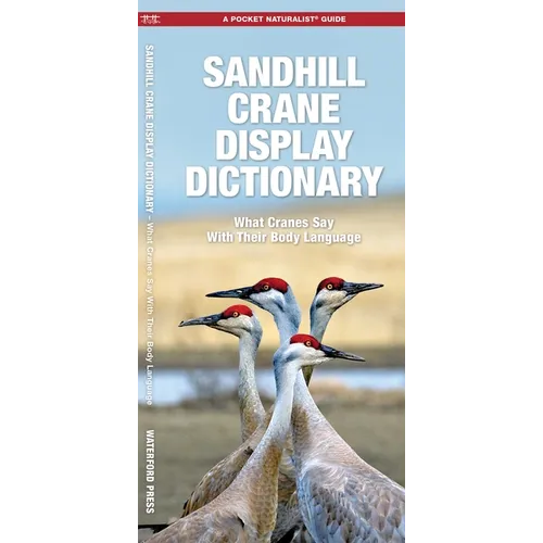 Sandhill Crane Display Dictionary: What Cranes Say with Their Body Language