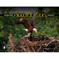 Inside a Bald Eagle's Nest: A Photographic Journey Through the American Bald Eagle Nesting Season - Hardcover