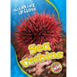 Sea Urchins - Library Binding