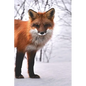 Fox: The Red Fox's Resourcefulness Has Earned It a Legendary Reputation for Intelligence and Cunning. - Paperback