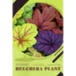 Heuchera Plant: Plant Guide - Paperback