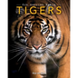 Tigers: Amazing Pictures & Fun Facts on Animals in Nature - Paperback