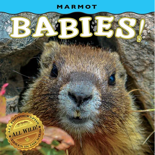 Marmot Babies! - Board Book