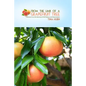 From the Limb of a Grapefruit Tree: A Woman's True-Life Adventure of Self-Reliance and Determination - Paperback