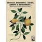 Oranges, mandarins, cedars, lemons & bergamots..: Artistic engravings of Ferrari, Aldrovrandi, Volckhamer... - Paperback