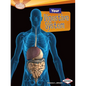 Your Digestive System - Paperback