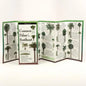 Common Palms of the Southeast & Texas