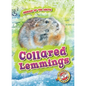 Collared Lemmings - Library Binding