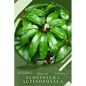 Schefflera actinophylla: Plant Guide - Paperback