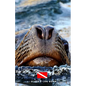 Diver's Log Book: scuba diving log book 100 dives - Paperback