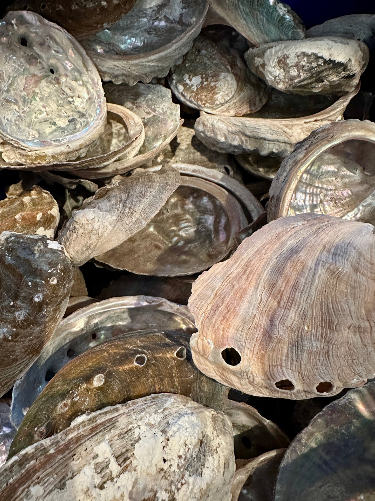 Bulk Raw Abalone Shells – Haliotis – Natural Craft Shells