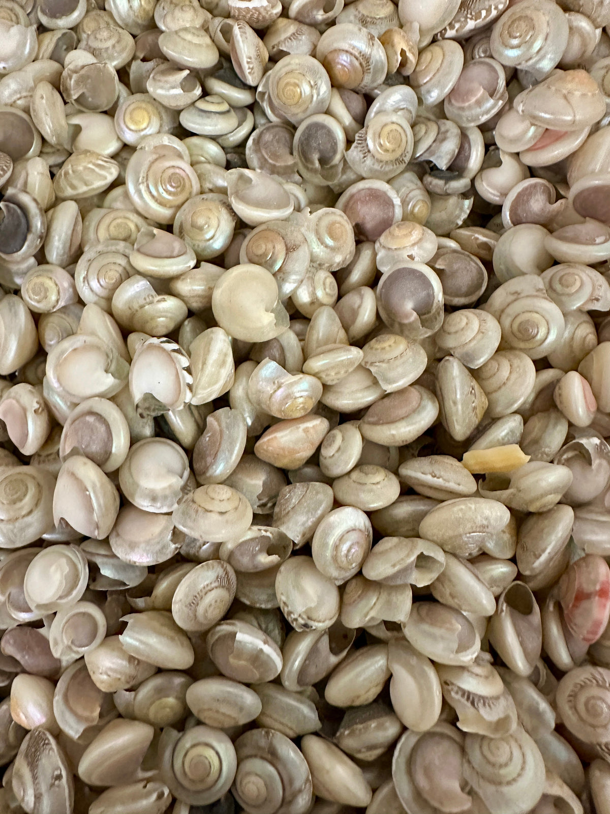 1 oz Pearl Umbonium Shells Button Snail – Small Craft Shells for DIY & Wedding Decor