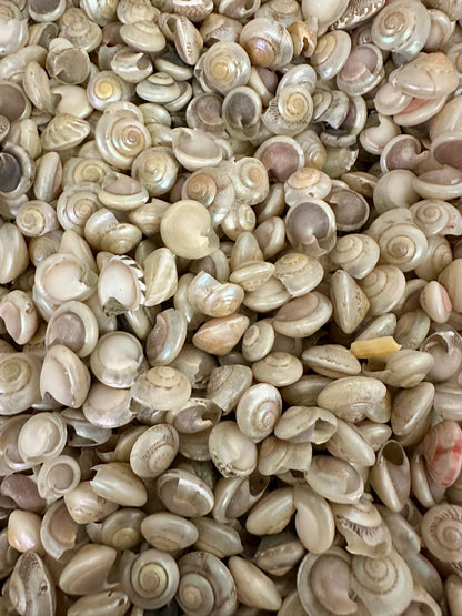1 oz Pearl Umbonium Shells Button Snail – Small Craft Shells for DIY & Wedding Decor