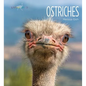 Ostriches - Library Binding