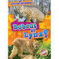 Bobcat or Lynx? - Library Binding
