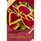 Coleus Plant: Plant Guide - Paperback