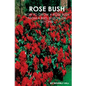 Rose Bush: Learn How To Grow A Rose Bush From A Bud, Bloom or Beyond - Paperback