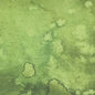 Green Fern Flow Cotton Wideback Fabric Per Yard
