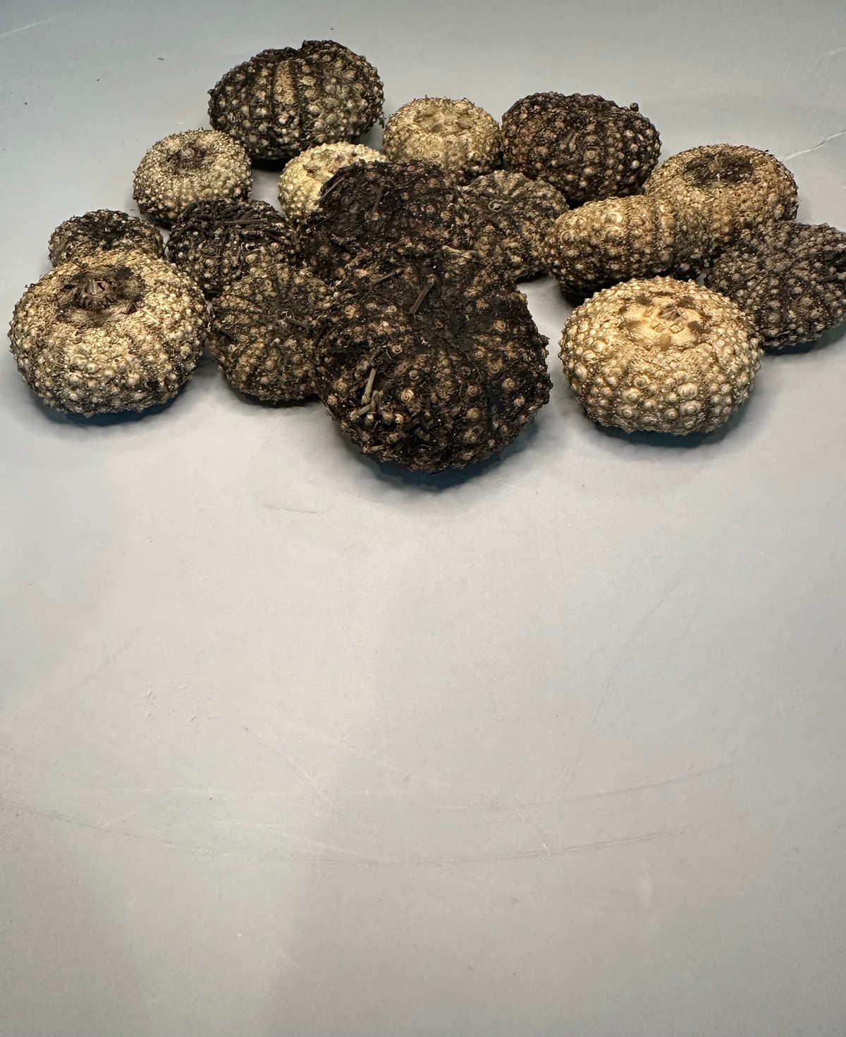 Baby Black Sea Urchin Shells