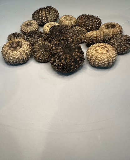 Baby Black Sea Urchin Shells