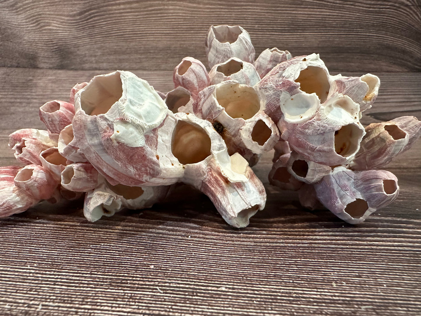 Gulf Coast Barnacles Small- 1-3" & 3-5" Clusters